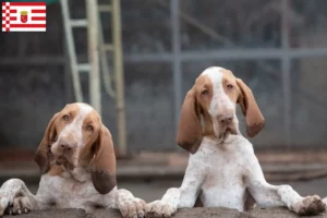 Lire la suite à propos de l’article Bracco Italiano Éleveurs et chiots à Brême