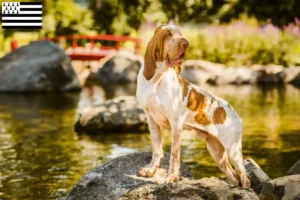 Lire la suite à propos de l’article Bracco Italiano éleveurs et chiots en Bretagne