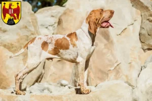 Lire la suite à propos de l’article Bracco Italiano Éleveurs et chiots dans le Burgenland