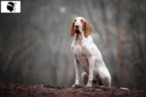 Lire la suite à propos de l’article Bracco Italiano éleveurs et chiots en Corse