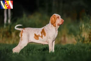 Lire la suite à propos de l’article Bracco Italiano Éleveurs et chiots en Grand Est