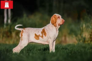 Lire la suite à propos de l’article Bracco Italiano Éleveurs et chiots à Hambourg