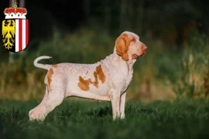 Lire la suite à propos de l’article Bracco Italiano éleveurs et chiots en Haute-Autriche