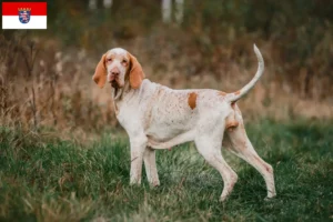 Lire la suite à propos de l’article Bracco Italiano Éleveurs et chiots en Hesse