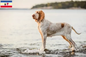 Lire la suite à propos de l’article Bracco Italiano Éleveurs et chiots dans le Mecklembourg-Poméranie occidentale