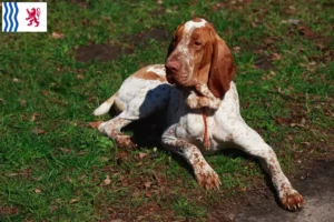 Lire la suite à propos de l’article Bracco Italiano éleveurs et chiots en Nouvelle-Aquitaine