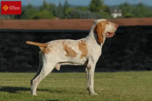 Lire la suite à propos de l’article Bracco Italiano éleveurs et chiots en Occitanie