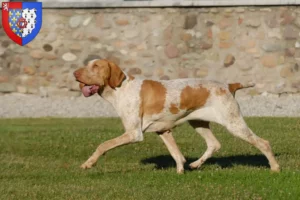 Lire la suite à propos de l’article Bracco Italiano Éleveurs et chiots en Pays de la Loire