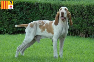 Lire la suite à propos de l’article Bracco Italiano éleveurs et chiots en Provence-Alpes-Côte d’Azur