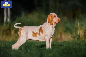 Lire la suite à propos de l’article Bracco Italiano Éleveurs et chiots en Région de Bruxelles-Capitale