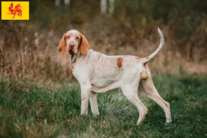 Lire la suite à propos de l’article Bracco Italiano Éleveurs et chiots en Région wallonne