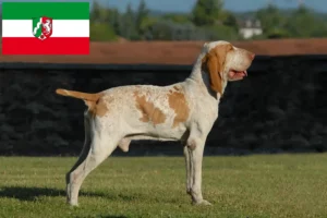 Lire la suite à propos de l’article Bracco Italiano Éleveurs et chiots en Rhénanie-du-Nord-Westphalie