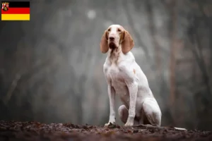 Lire la suite à propos de l’article Bracco Italiano Éleveurs et chiots en Rhénanie-Palatinat