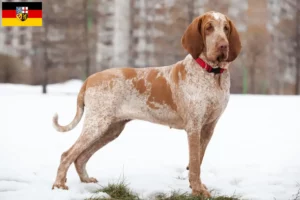 Lire la suite à propos de l’article Bracco Italiano éleveurs et chiots en Sarre