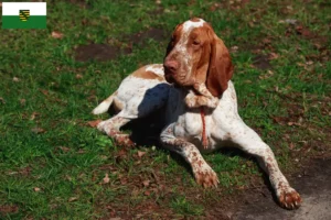 Lire la suite à propos de l’article Bracco Italiano Éleveurs et chiots en Saxe