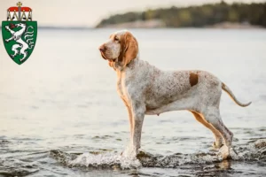 Lire la suite à propos de l’article Bracco Italiano éleveurs et chiots en Styrie