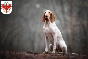 Lire la suite à propos de l’article Bracco Italiano éleveurs et chiots au Tyrol