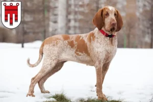 Lire la suite à propos de l’article Bracco Italiano éleveurs et chiots dans le Vorarlberg