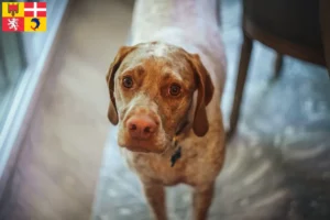 Lire la suite à propos de l’article Braque du Bourbonnais Éleveurs et chiots en Auvergne-Rhône-Alpes