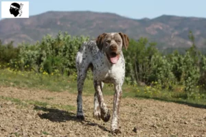 Lire la suite à propos de l’article Braque du Bourbonnais éleveurs et chiots en Corse