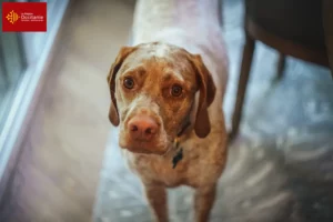 Lire la suite à propos de l’article Braque du Bourbonnais Éleveurs et chiots en Occitanie