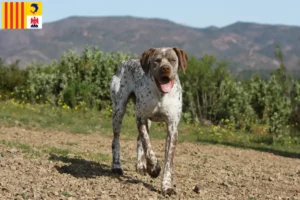 Lire la suite à propos de l’article Braque du Bourbonnais éleveurs et chiots en Provence-Alpes-Côte d’Azur