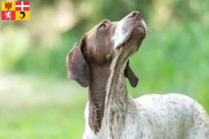 Lire la suite à propos de l’article Braque français type Gascogne Éleveurs et chiots en Auvergne-Rhône-Alpes