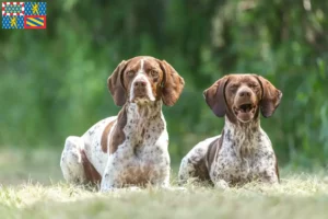 Lire la suite à propos de l’article Braque français type Gascogne Éleveurs et chiots en Bourgogne-Franche-Comté