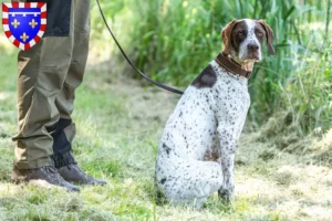 Lire la suite à propos de l’article Braque français type Gascogne Éleveurs et chiots en Centre-Val de Loire