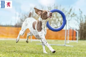 Lire la suite à propos de l’article Braque français type Gascogne Éleveurs et chiots en Nouvelle-Aquitaine