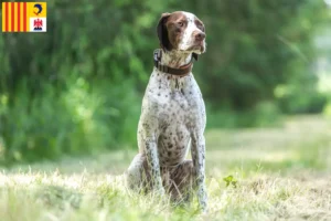 Lire la suite à propos de l’article Braque français type Gascogne éleveurs et chiots en Provence-Alpes-Côte d’Azur