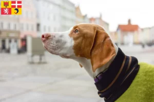 Lire la suite à propos de l’article Braque Saint-Germain éleveurs et chiots en Auvergne-Rhône-Alpes