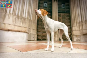 Lire la suite à propos de l’article Braque Saint-Germain éleveurs et chiots en Bourgogne-Franche-Comté