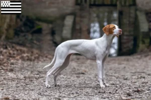 Lire la suite à propos de l’article Braque Saint-Germain éleveurs et chiots en Bretagne