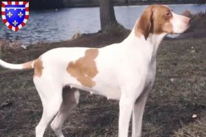 Lire la suite à propos de l’article Braque Saint-Germain éleveurs et chiots en Centre-Val de Loire