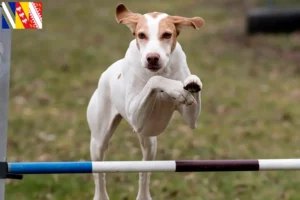 Lire la suite à propos de l’article Braque Saint-Germain éleveurs et chiots dans le Grand Est