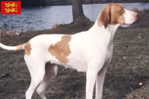 Lire la suite à propos de l’article Braque Saint-Germain éleveurs et chiots en Normandie