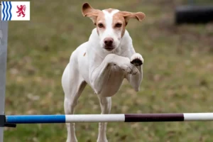 Lire la suite à propos de l’article Braque Saint-Germain éleveurs et chiots en Nouvelle-Aquitaine