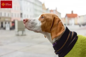 Lire la suite à propos de l’article Braque Saint-Germain éleveurs et chiots en Occitanie