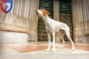 Lire la suite à propos de l’article Braque Saint-Germain éleveurs et chiots en Pays de la Loire