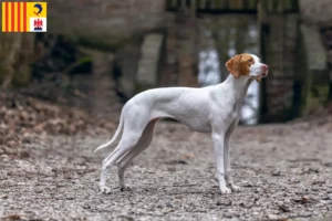 Lire la suite à propos de l’article Braque Saint-Germain éleveurs et chiots en Provence-Alpes-Côte d’Azur