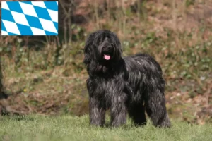 Lire la suite à propos de l’article Éleveurs de Briards et chiots en Bavière