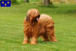 Lire la suite à propos de l’article Éleveurs de Briards et chiots en Île-de-France