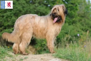 Lire la suite à propos de l’article Éleveurs de Briards et chiots en Nouvelle-Aquitaine