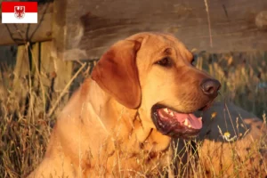 Lire la suite à propos de l’article Éleveurs de Broholmer et chiots dans le Brandebourg