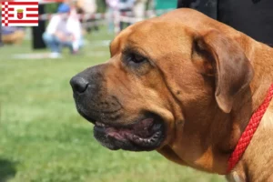 Lire la suite à propos de l’article Éleveurs de Broholmer et chiots à Brême