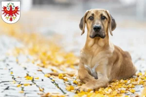 Lire la suite à propos de l’article Éleveurs de Broholmer et chiots au Tyrol