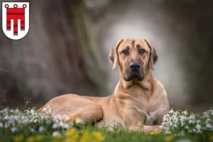 Lire la suite à propos de l’article Éleveurs de Broholmer et chiots dans le Vorarlberg