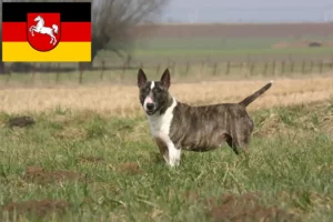 Lire la suite à propos de l’article Éleveurs de Bull Terrier et chiots en Basse-Saxe