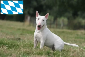 Lire la suite à propos de l’article Éleveurs de Bull Terriers et chiots en Bavière